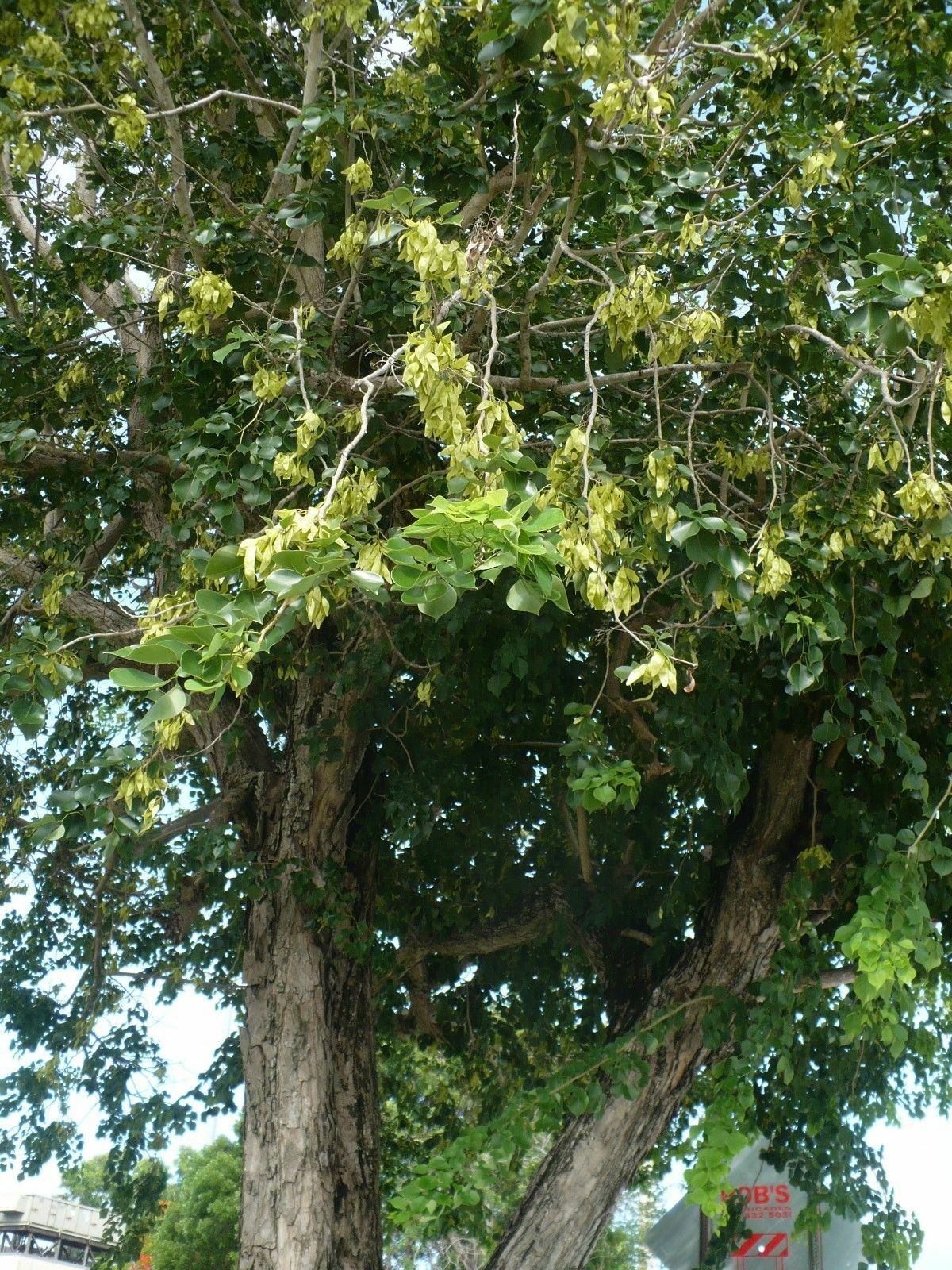 Eetti Tree Indian Rosewood Dalbergia sissoo 20 Seeds – R&B Floridaseeds