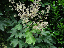 Load image into Gallery viewer, Chinese Parasol Tree Firmiana simplex  20 Seeds