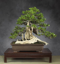 Load image into Gallery viewer, Green Buttonwood Conocarpus erectus 30 Seeds