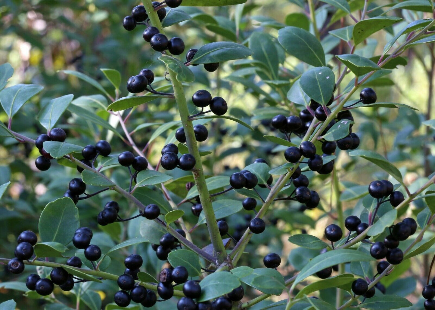 Gallberry Inkberry Ilex glabra 20 Seeds  USA Company