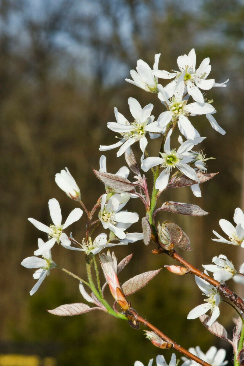 Downy Serviceberry Amelanchier arborea 20 Seeds – R&B Floridaseeds