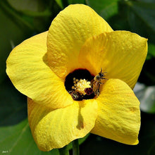 Load image into Gallery viewer, Sea Hibiscus Mahoe Hibiscus tiliaceus 20 Seeds