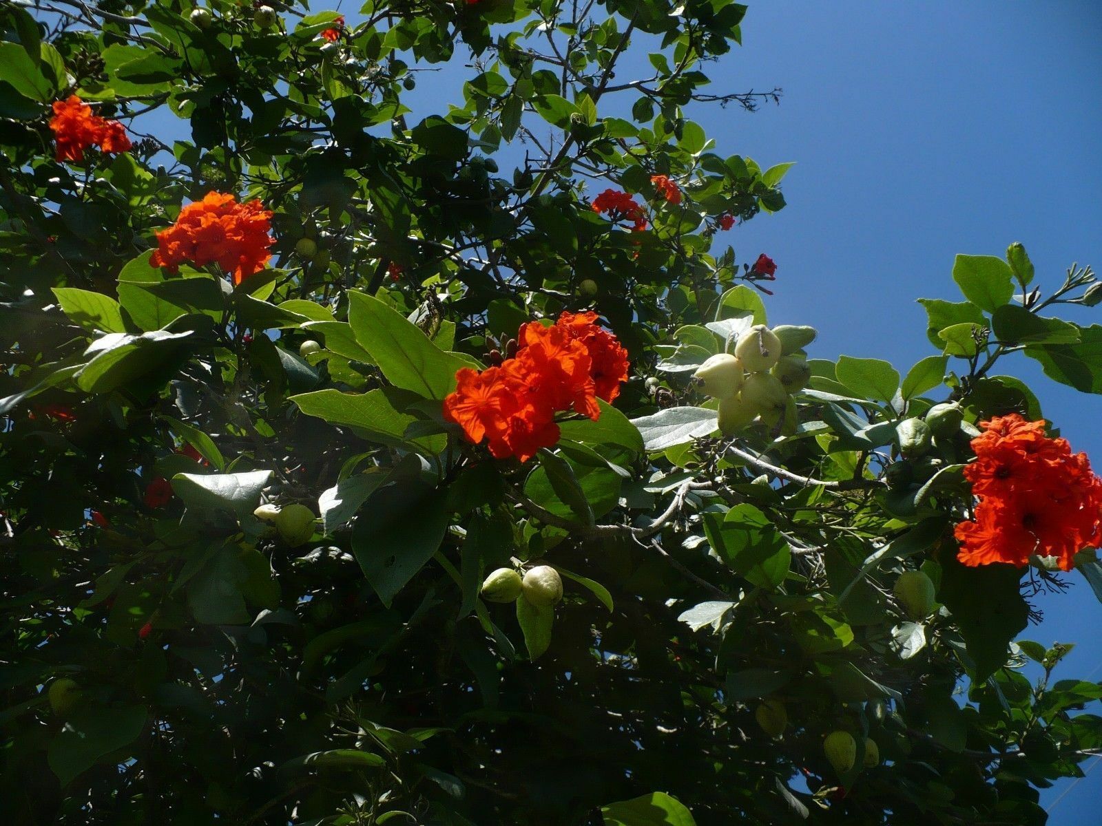 Geiger Tree Geranium Tree Cordia sebestena 20 Seeds – R&B Floridaseeds