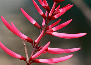 Coral Bean Erythrina herbacea  20 Seeds