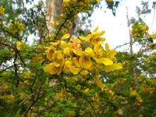 Load image into Gallery viewer, Desert Cassia Cassia polyphylla 20 Seeds
