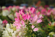 Load image into Gallery viewer, Spider Flower Cleome hassleriana 100 Seeds