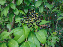 Load image into Gallery viewer, Marlberry Ardisia escallonioides 20 Seeds