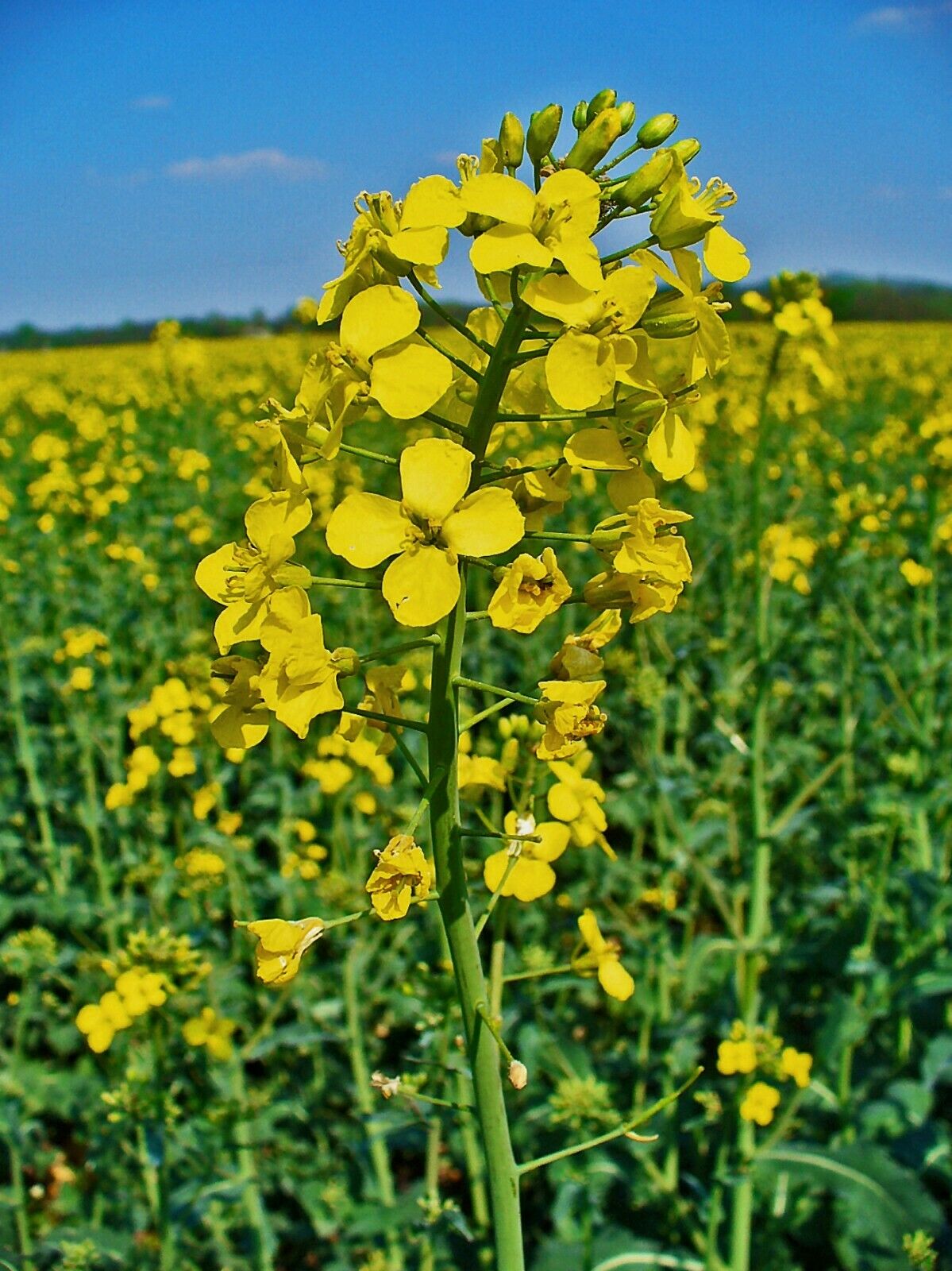 seed canola plant Canola Brassica napus 100 Seeds – R&B Floridaseeds