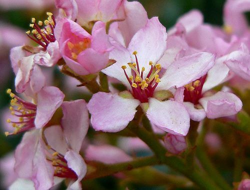 Indian Hawthorn Rhaphiolepis indica 20 Seeds  USA Company
