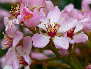 Indian Hawthorn Rhaphiolepis indica 20 Seeds