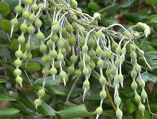 Load image into Gallery viewer, Yellow Necklacepod Sophora tomentosa 20 seeds