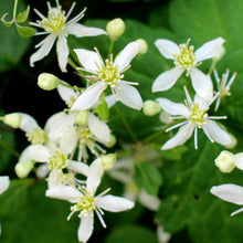 Load image into Gallery viewer, Virgin&#39;s Bower Clematis virginiana 20 Seeds