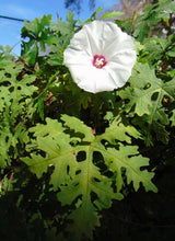 Load image into Gallery viewer, Cutleaf Morning Glory Merremia dissecta 20 Seeds