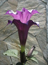 Load image into Gallery viewer, Purple Angel&#39;s Trumpet Datura metel 10 Seeds