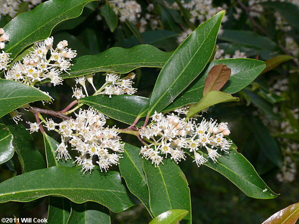 Carolina Laurelcherry Prunus caroliniana 20 Seeds  USA Company