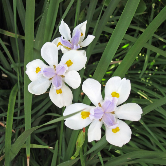 Wild Iris Fairy Iris Dietes grandiflora 20 Seeds