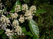Load image into Gallery viewer, Carolina Laurelcherry Prunus caroliniana  20 Seeds