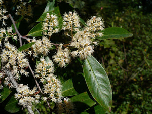 Carolina Laurelcherry Prunus caroliniana  20 Seeds
