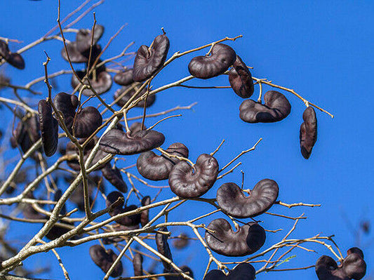 Monkey Earpod Tree Enterolobium contortisiliquum 20 Seeds   USA Company