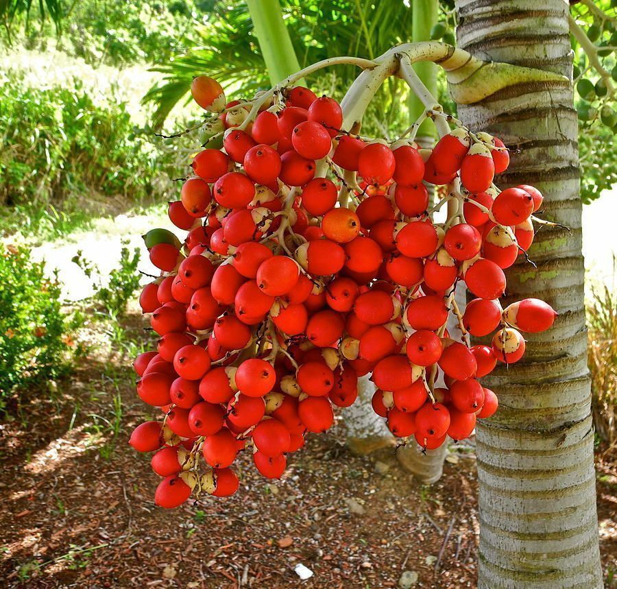 Christmas Palm Manila Palm Veitchia merrillii 10 Seeds