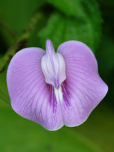 Load image into Gallery viewer, Tropical Butterfly Pea Centrosema pubescens 20 Seeds