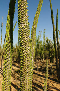 Madagascar Ocotillo  Alluaudia procera  10 Seeds