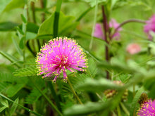 Load image into Gallery viewer, Sensitive Plant Mimosa pudica 20 Seeds