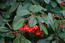 Load image into Gallery viewer, Red Clusterberry Cotoneaster parneyi 20 Seeds