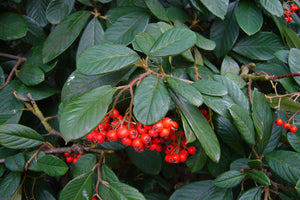 Red Clusterberry Cotoneaster parneyi 20 Seeds