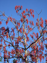 Load image into Gallery viewer, Wonder Tree Igiri Tree Idesia Polycarpa 20 Seeds