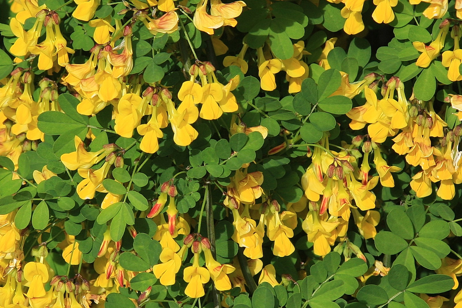 planting caragana seeds Siberian Pea Tree 100 Seeds Caragana arborescens – R&B Floridaseeds
