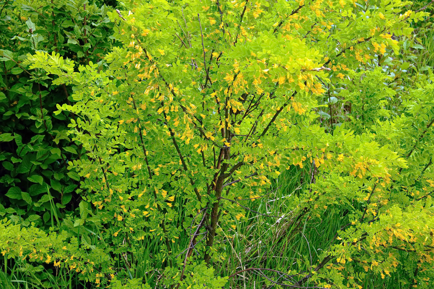 Siberian Pea Tree  Caragana arborescens  100 Seeds  USA Company