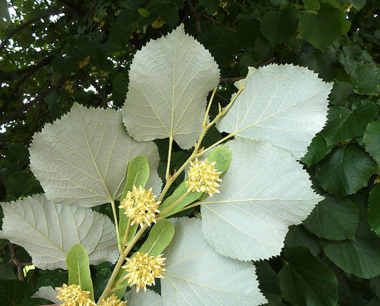 Silver Linden Silver Lime Tilia tomentosa 10 Seeds  USA Company