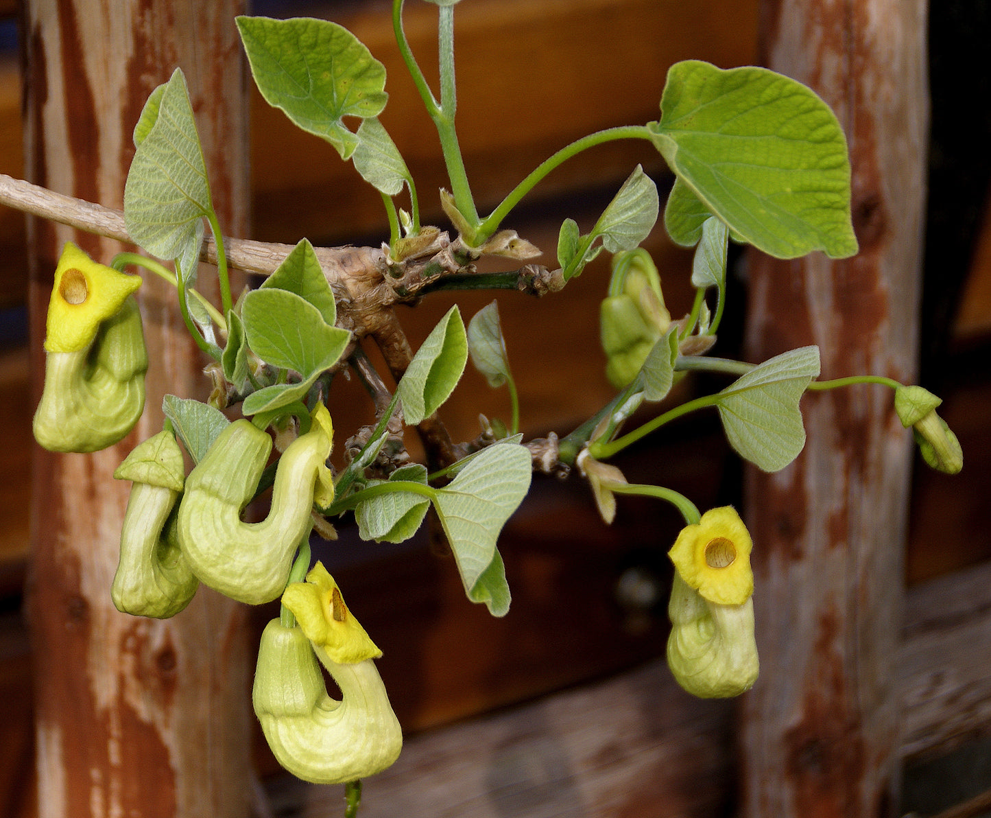 Manchurian Dutchman's Pipe Aristolochia Manchuriensis 200 Seeds   USA Company