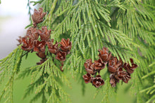 Load image into Gallery viewer, Western Redcedar Thuja plicata 20 Seeds