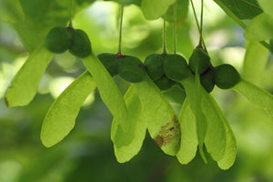 Sugar Maple Acer saccharum 20 Seeds