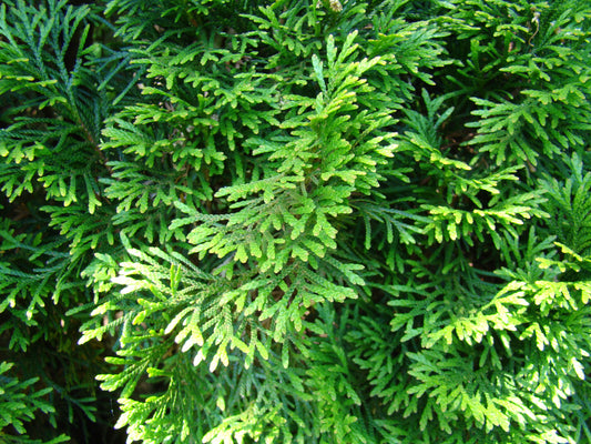 Northern White Cedar 100 Seeds Thuja occidentalis