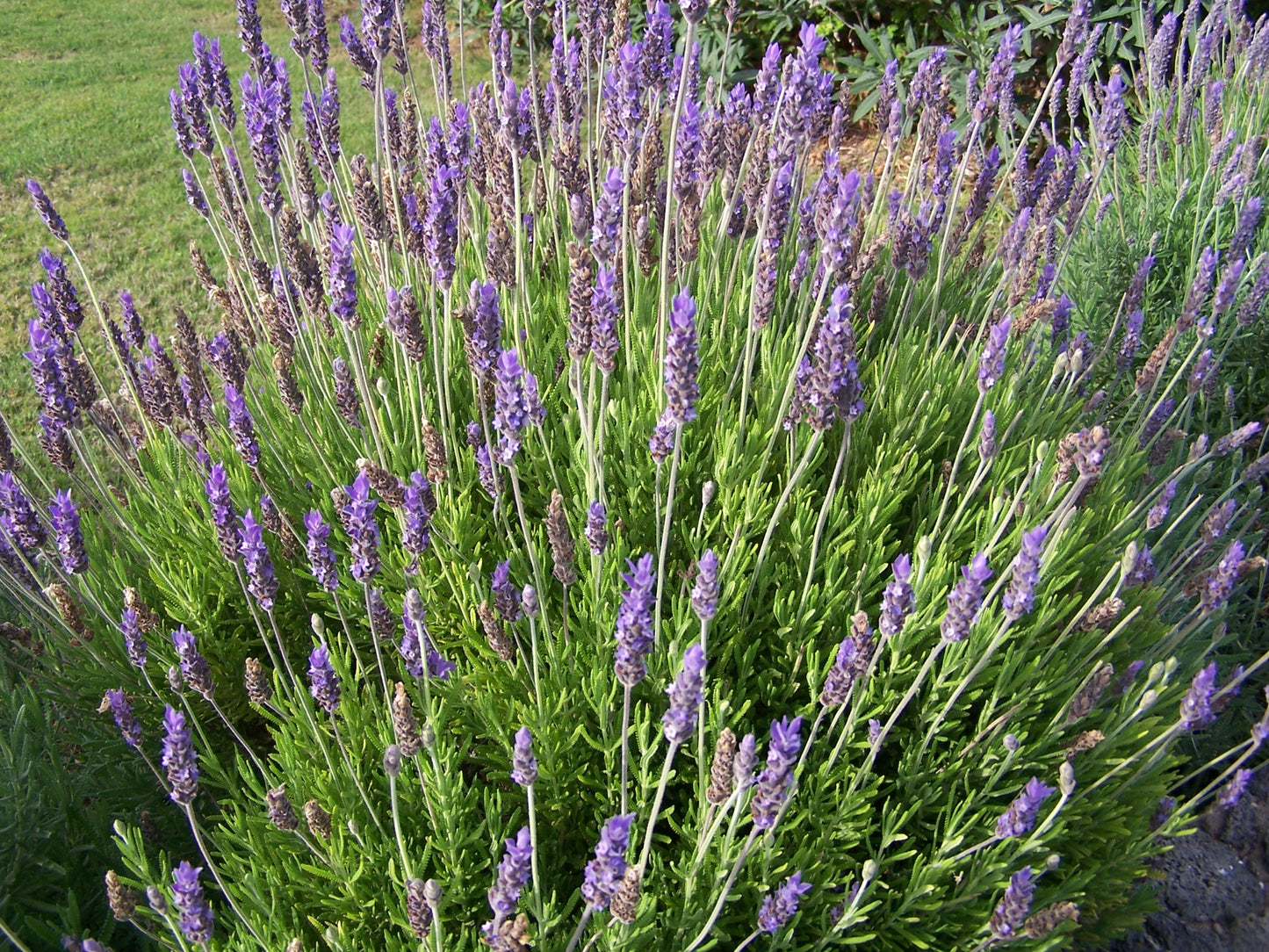 English Lavender Lavandula angustifolia 200 Seeds  USA Company