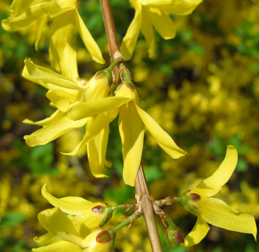 Weeping Forsythia Forsythia suspensa 100 Seeds  USA Company