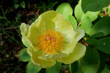 Load image into Gallery viewer, Golden Peony   Peonia mlokosewitschii  20 Seeds