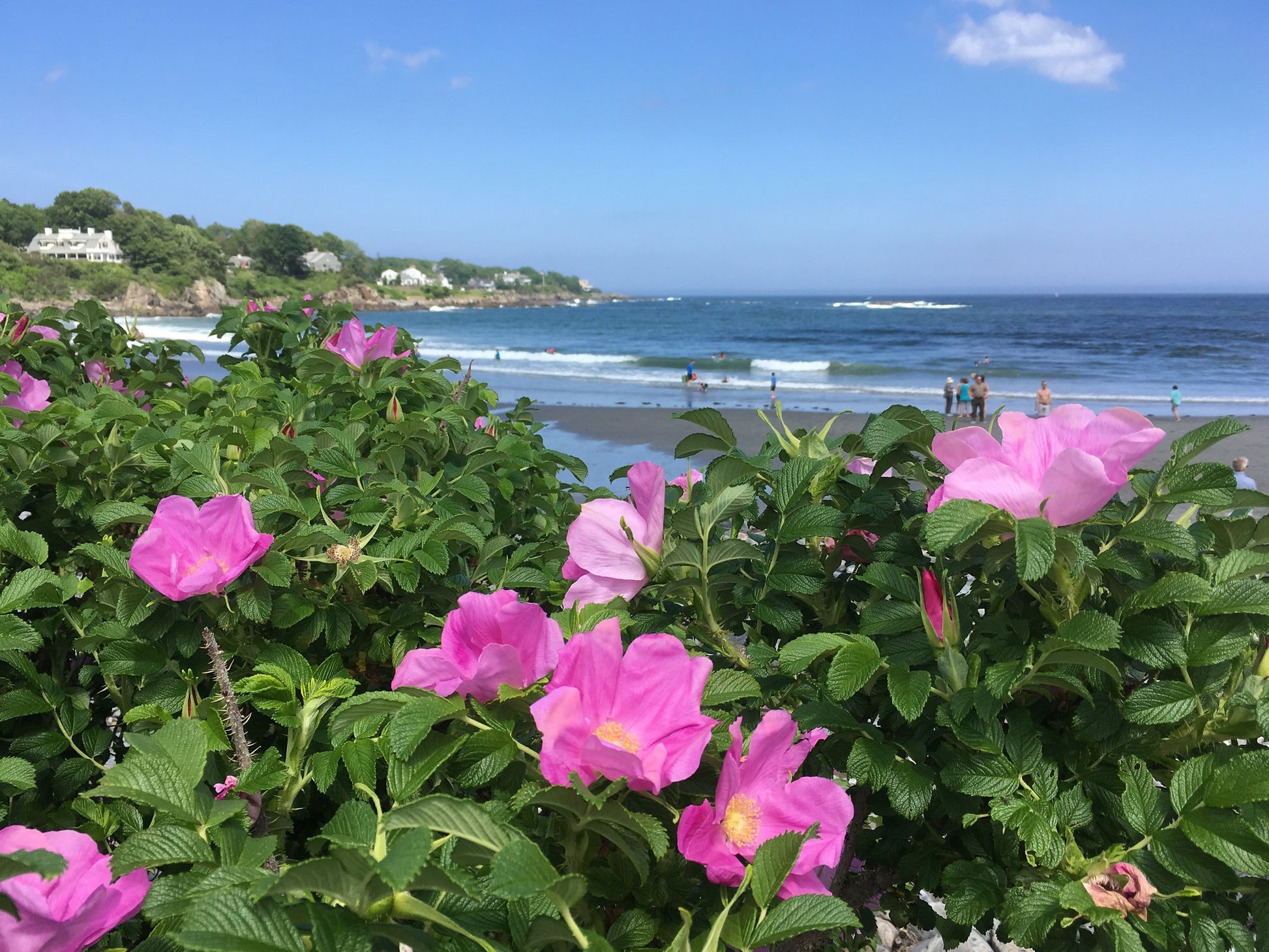 beach rose seeds Rugosa Rose Beach Rose Rosa rugosa 100 Seeds – R&B Floridaseeds