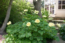 Load image into Gallery viewer, Golden Peony   Peonia mlokosewitschii  20 Seeds