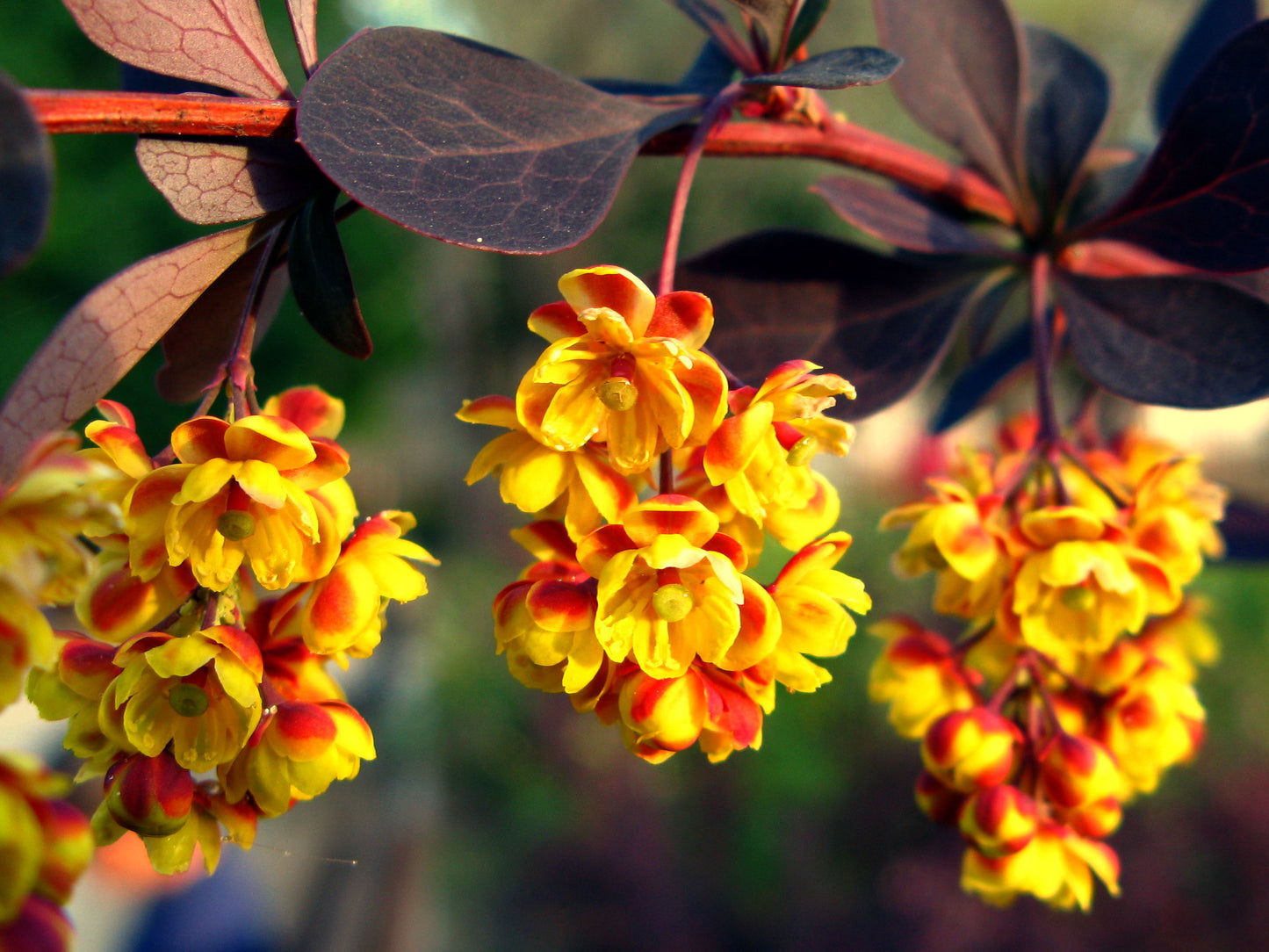 Purple Barberry   10 Seeds   Berberis thunbergii