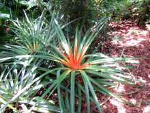Load image into Gallery viewer, Wild Pineapple Heart of Flame Bromelia pinguin 10 Seeds