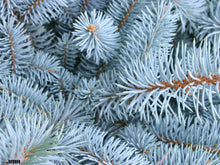Load image into Gallery viewer, Blue Spruce Picea pungens  20 Seeds