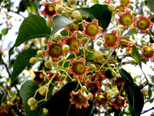 Load image into Gallery viewer, Kurrajong  Bottle Tree  Brachychiton populneus  20 Seeds