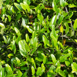 Greenbrier Smilax auriculata 20 Seeds