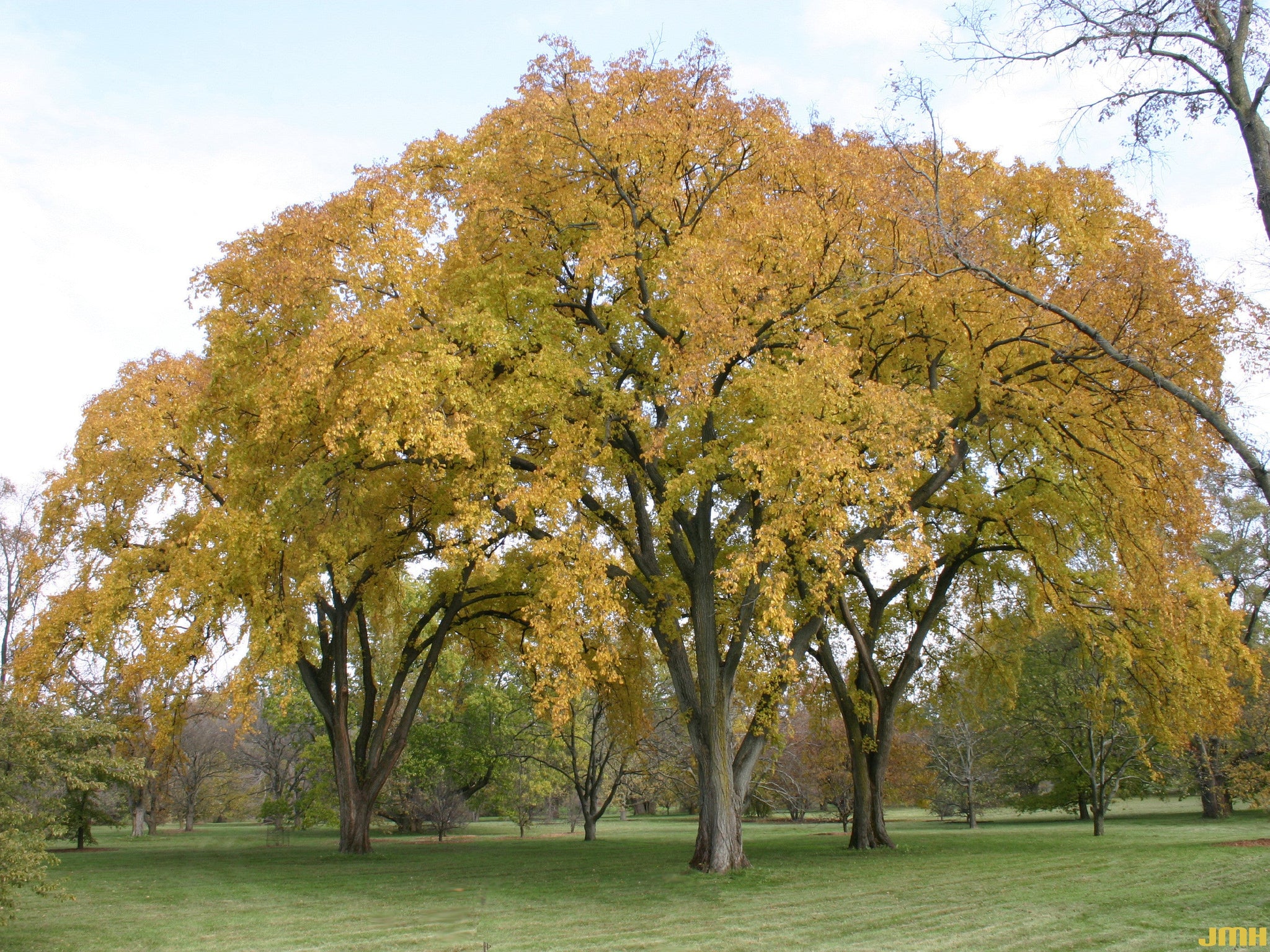 American Elm Ulmus americana 200 Seeds – R&B Floridaseeds