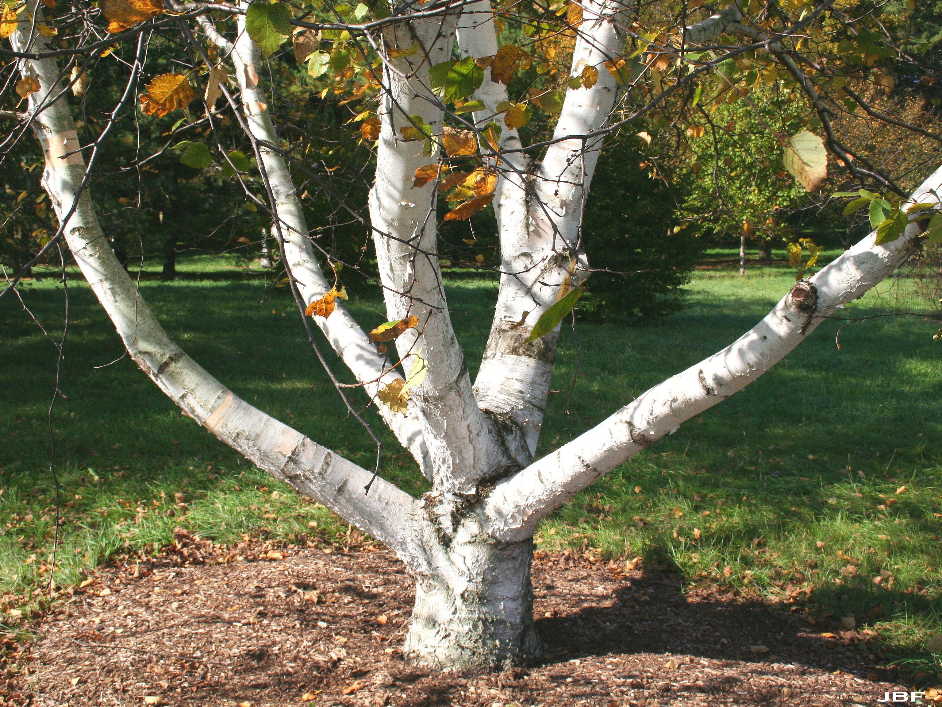 Tong betula jordan sale