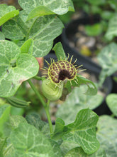 Load image into Gallery viewer, White-Veined Dutchman&#39;s Pipe Aristolochia fimbriata 10 Seeds